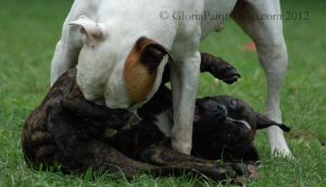 Dogs Playing